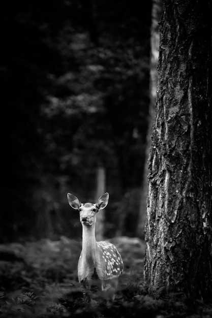 Whitetail Deer Buck de pie en un bosque ruso.