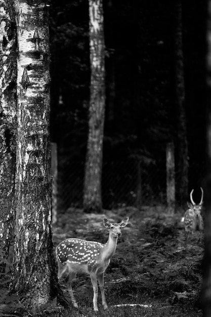 Whitetail Deer Buck steht in einem russischen Wald.