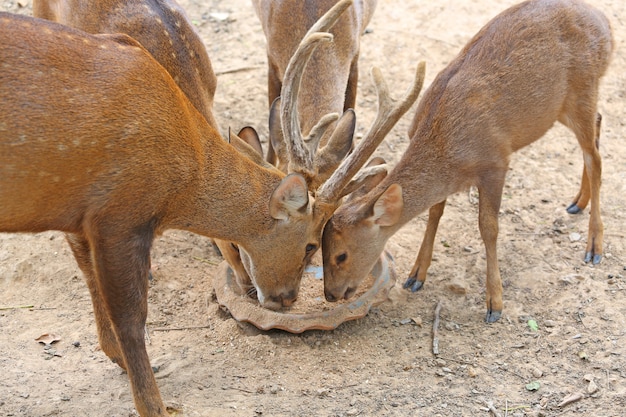 whitetail deer yearlings comer