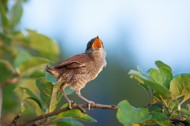 Whitethroat bebé sentado en la rama con pico abierto