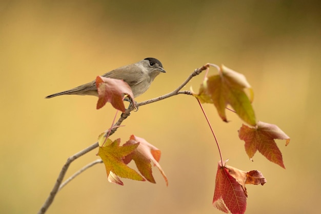 Whitethroat comum em um estalajadeiro dentro de uma floresta mediterrânea de pinheiros e carvalhos no outono