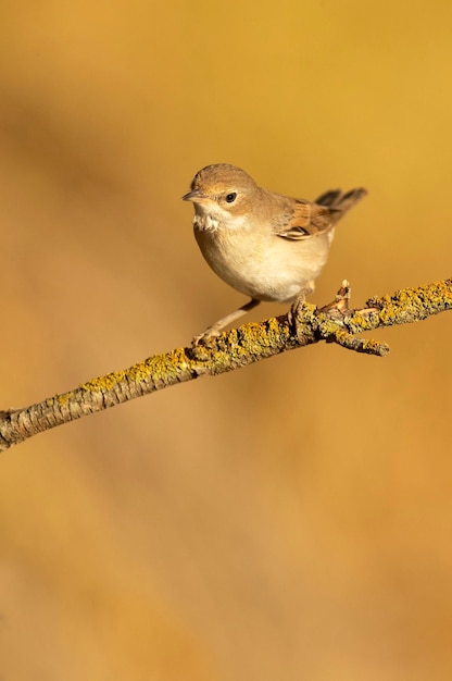 Whitethroat comum em um galho de um matagal de espinheiro em seu território com a primeira luz do amanhecer