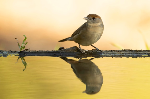 Whitethroat comum em um ponto de água natural em uma floresta de carvalhos e pinheiros com as últimas luzes