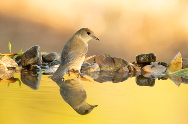 Whitethroat comum em um ponto de água natural em uma floresta de carvalhos e pinheiros com as últimas luzes