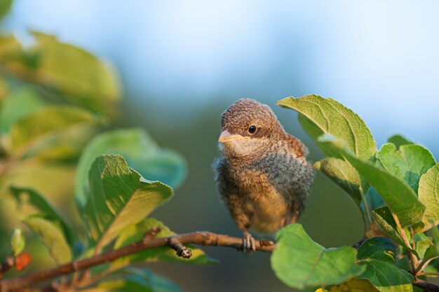 Whitethroat común bebé sentado en la rama