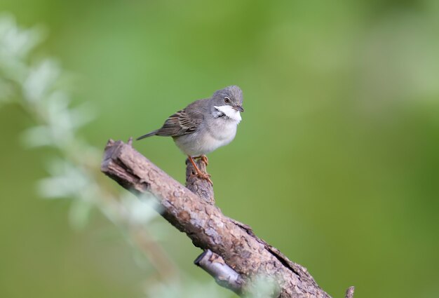 Foto whitethroat común (curruca communis) en plumaje nupcial se asienta en la rama de un árbol