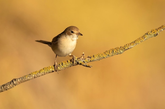 Whitethroat común en una rama de un matorral de espino en su territorio con la primera luz del amanecer