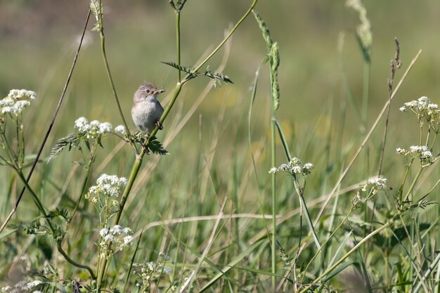 Whitethroat común (Sylvia communis) la caza de alimentos