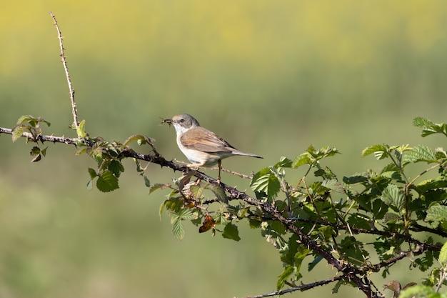 Whitethroat común (Sylvia communis) la caza de alimentos