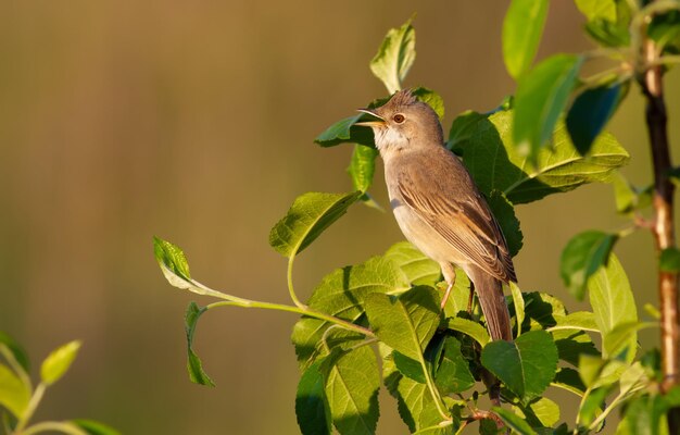 Whitethroat común Sylvia communis El pájaro se sienta en las ramas y canta