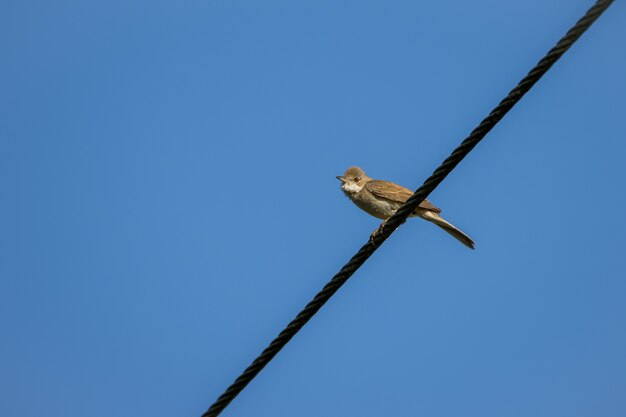 Whitethroat común (Sylvia communis) posado sobre un cable telefónico