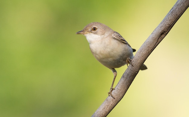 Whitethroat Sylvia Communis Bird sitzt auf einem Ast auf grünem Hintergrund