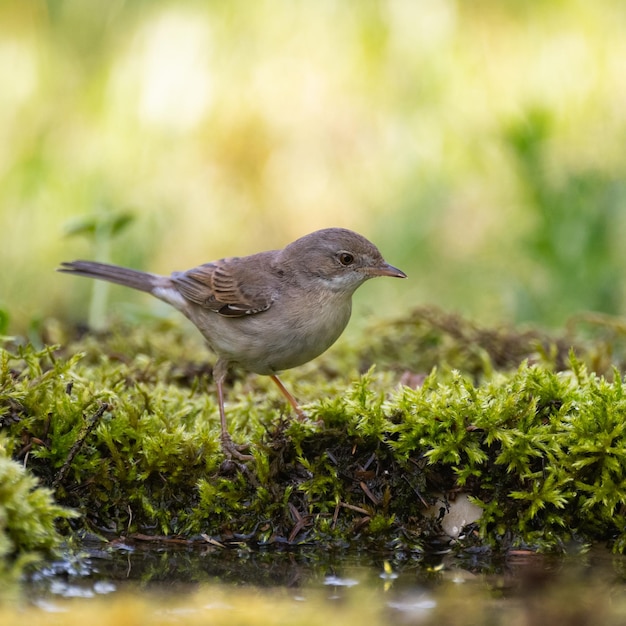 Whitethroat sylvia communis na natureza selvagem