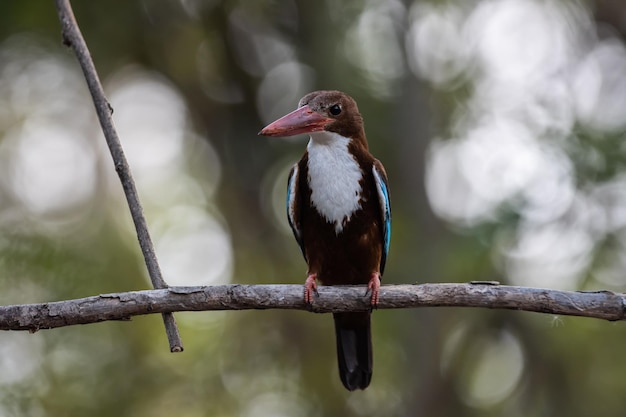 Whitethroated Kingfisher auf dem Ast Baum Tierportrait