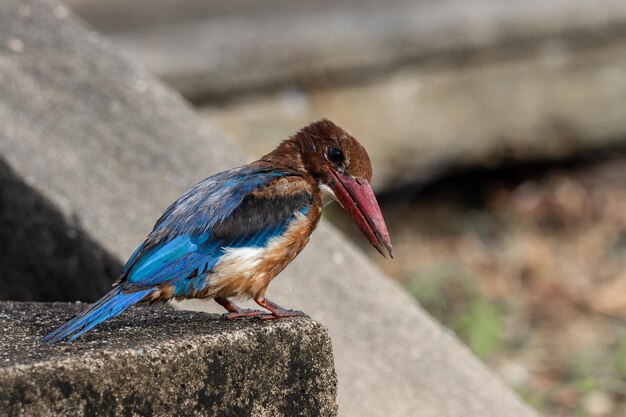 Whitethroated Kingfisher close-up tiro retrato animal