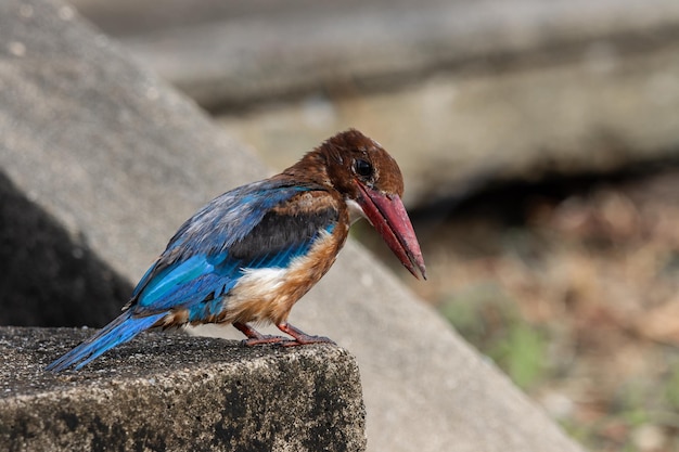 Whitethroated Kingfisher Nahaufnahme Tierportrait