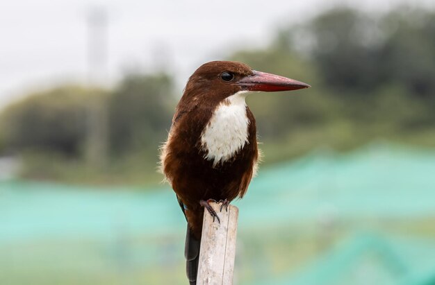 Whitethroated Kingfisher Nahaufnahme Tierportrait