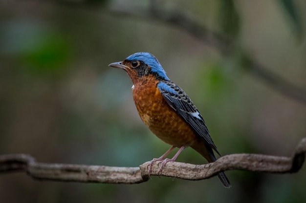 Whitethroated Rock Thrush Monticola gularis en la rama de un árbol en el bosque de Tailandia