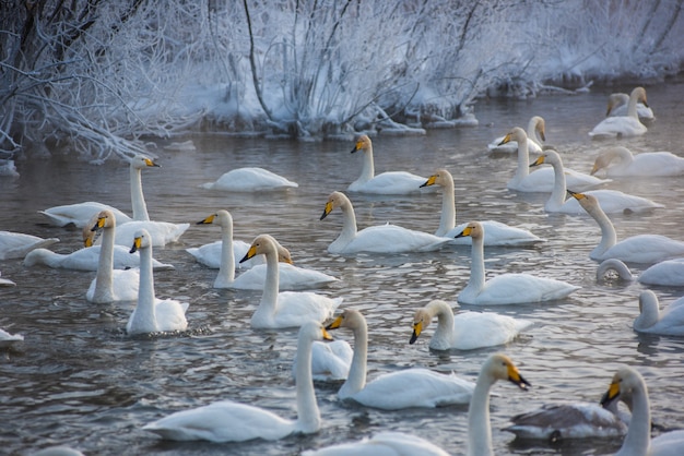 Whooper cisnes nadando en el lago