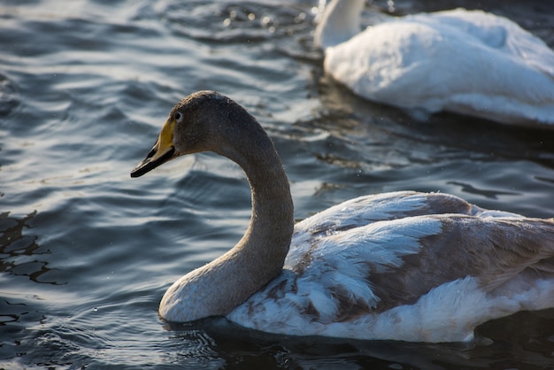 Whooper cisnes nadando en el lago