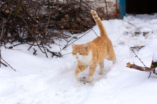Wichtige rote Katze geht in den Schnee