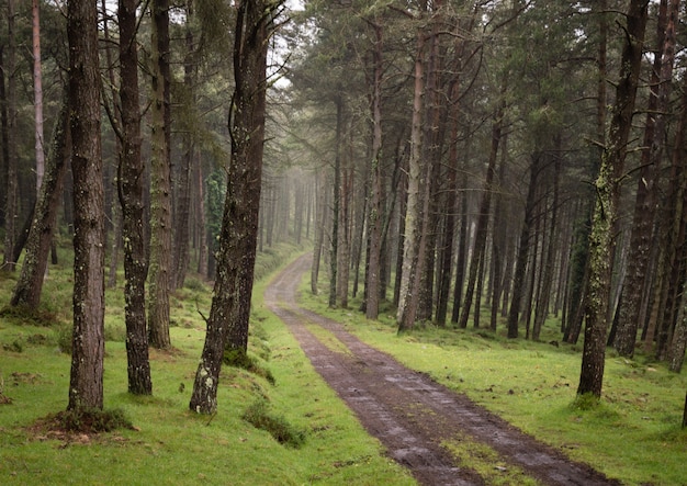 Wicklungsschotterstraße durch den sonnigen grünen Kiefernwald belichtet durch Nebel.