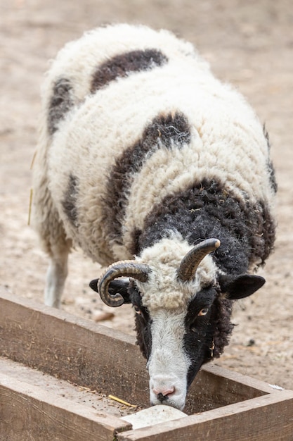 Widder mit ungeraden Hörnern Tierhaltung in der Landwirtschaft Ziege mit Hörnern Schafwolle Tiergesicht