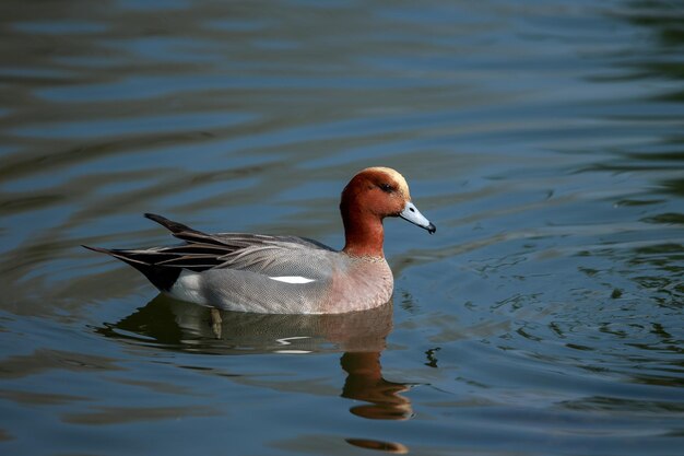 Foto un widgeon en el agua azul