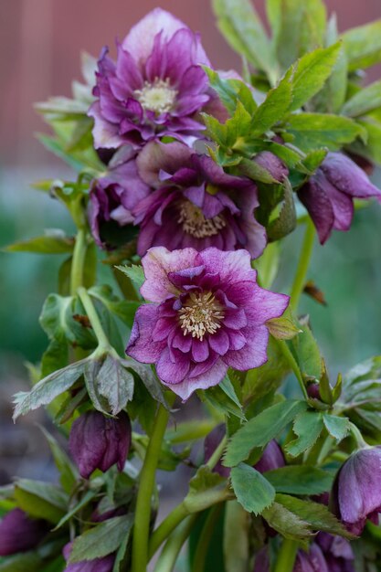 Wie man Hellebores anbaut Helleborus-Pflanzung im Garten im Halbschatten Gemischte Farbe Helleborus-Blume, die im Wintergarten im Spätwinter wächst