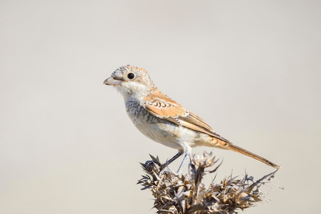 Wiedehopf der Familie upupidae und der Ordnung upupiformes