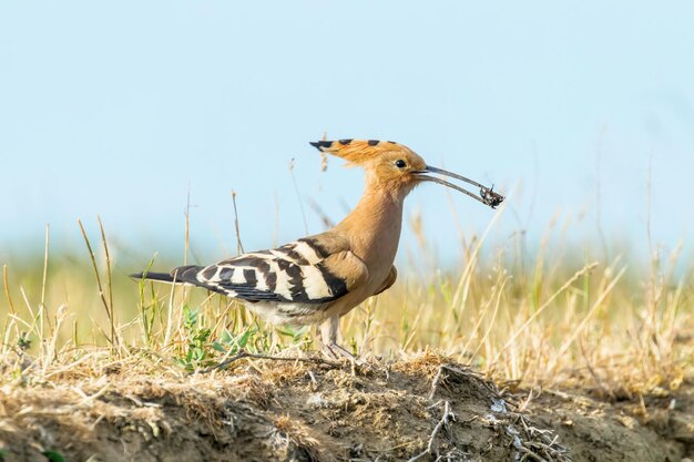 Wiedehopf, Gemeiner Wiedehopf (Upupa epops) Eurasischer Wiedehopf