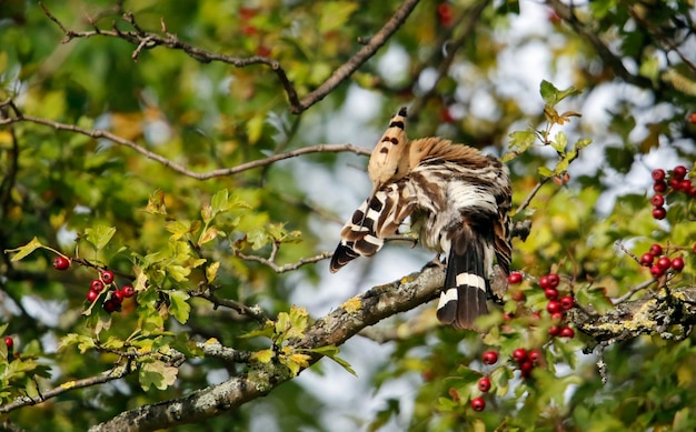 Wiedehopf in einem Baum putzen