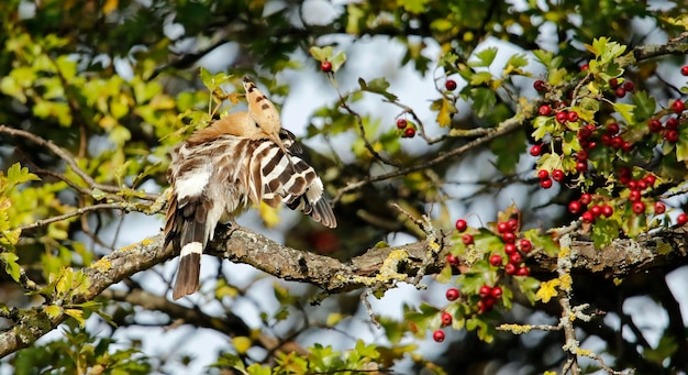 Wiedehopf in einem Baum putzen