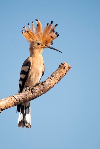 Wiedehopf oder Upupa epops bucerotiformer Vogel der Upupidae-Familie