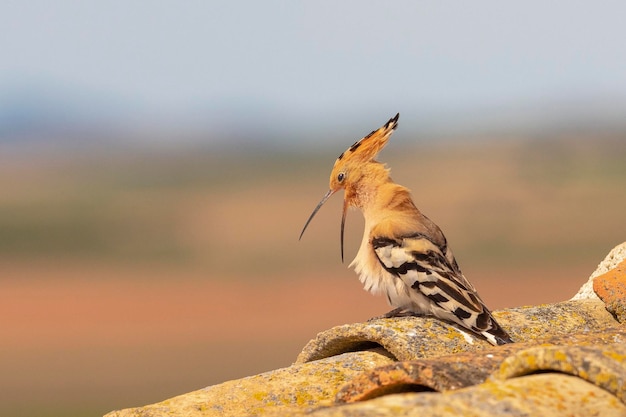 Wiedehopf (Upupa epops) Malaga, Spanien