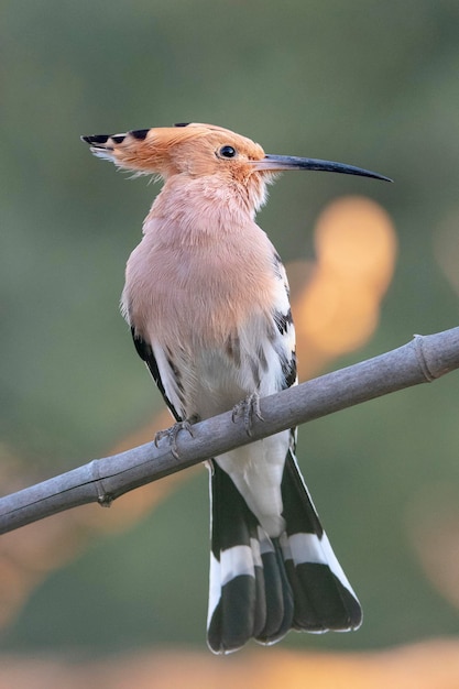 Foto wiedehopf upupa epos cordoba spanien