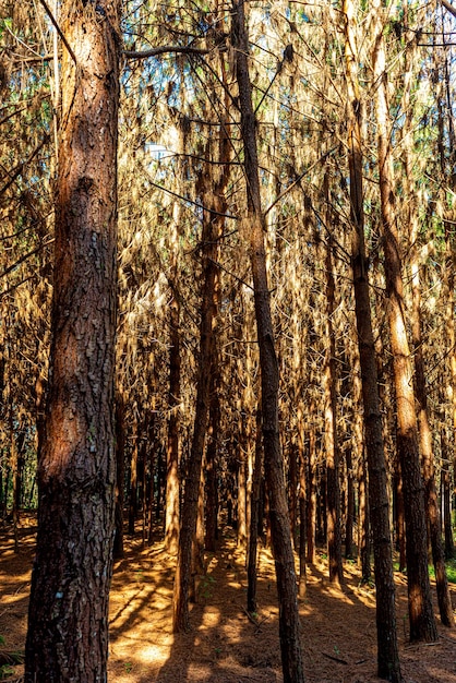 Wiederaufforstung von Pinus Elliot in einem Wald auf der Farm