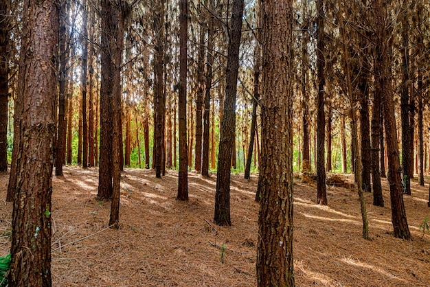 Wiederaufforstung von Pinus Elliot in einer Farm.