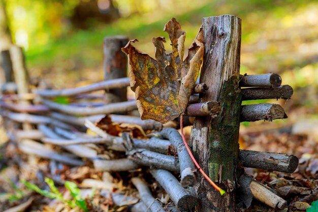 Wiese, Ahorn und Sonnenlicht im Herbst