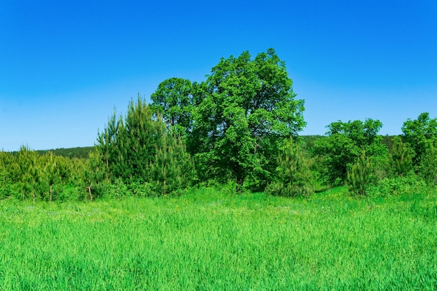 Wiese am Waldrand an einem sonnigen Tag