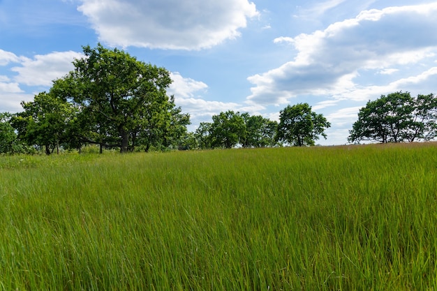 Wiese, auf der schöne hohe Eichen wachsen, Sommerlandschaft bei sonnig warmem Wetter.