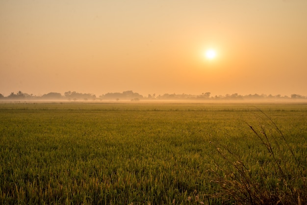 Wiese auf einem schönen Sonnenaufgang des Hintergrundes