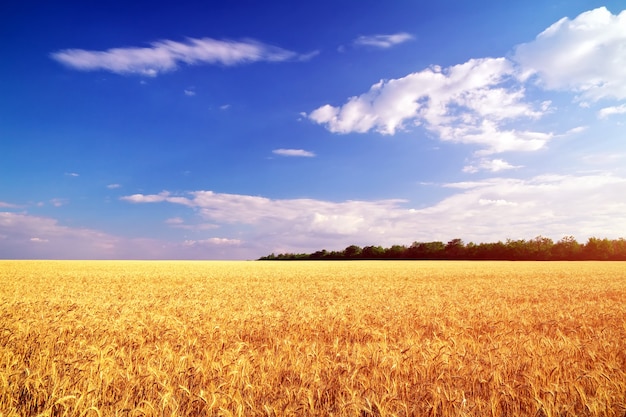 Wiese aus Weizen. Schöne Landschaft.