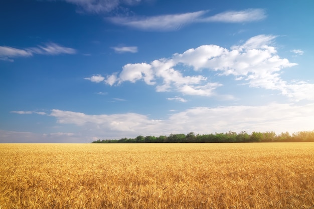 Wiese aus Weizen. Schöne Landschaft.