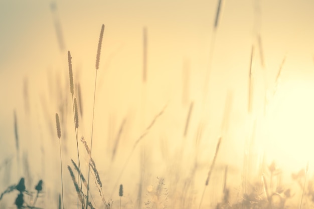 Wiese Blumennatur am frühen Morgen Vintage weicher Bokeh-Hintergrund Wildblumenlandschaft