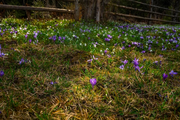 Wiese der Bergblumen. Krokus Blume