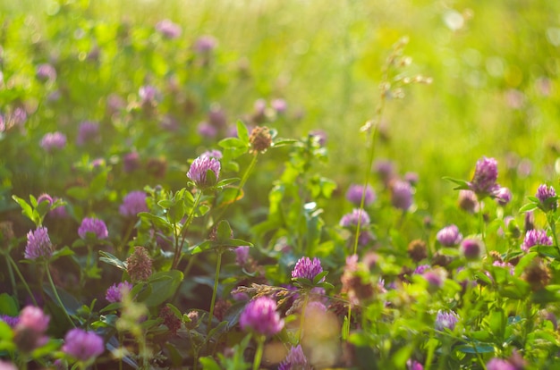 Wiese der schönen Kleeblumen für Glück, selektiven Fokus und geringe Schärfentiefe