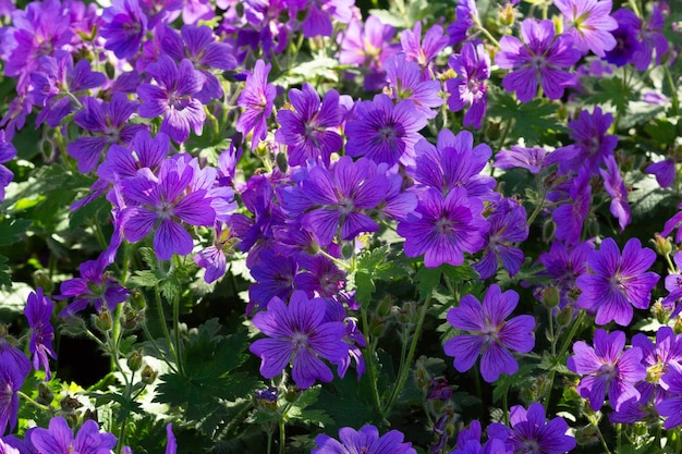 Wiese der Storchschnabel Johnson's Blue Geranium Blume