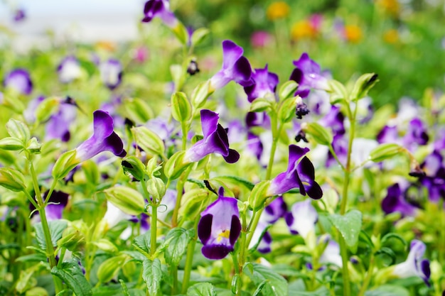 Wiese der violetten Torenia oder Wishbone-Blume und des frischen grünen Blattes am Park