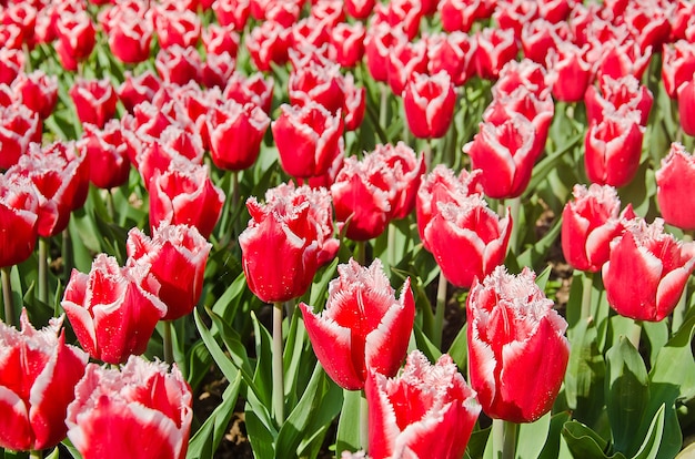 Wiese farbige Tulpen